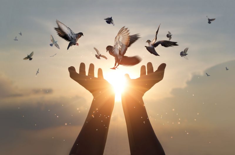 Woman hands praying and free bird enjoying nature on sunset background, hope and faith concept